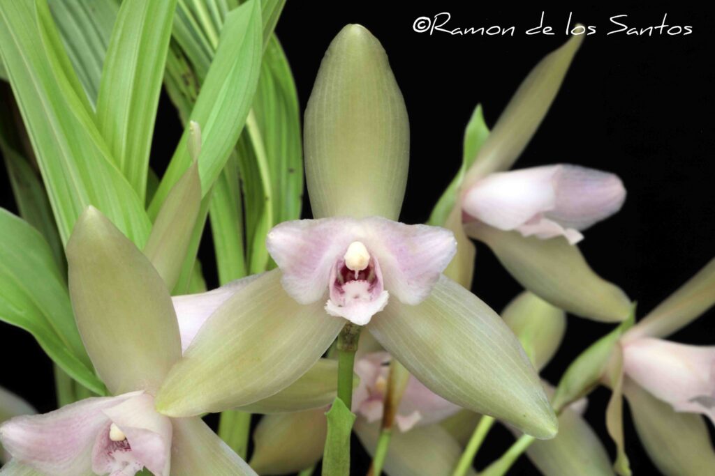 Lyc. tricolor 'Pastel'