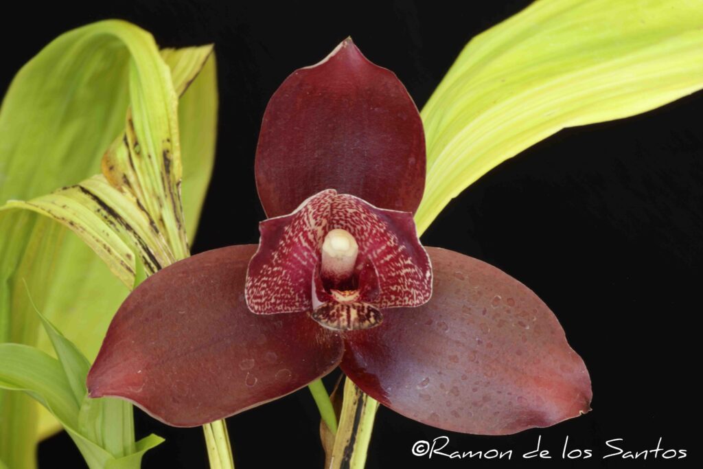Lyc. Glady's Eljuri 'Melencia'