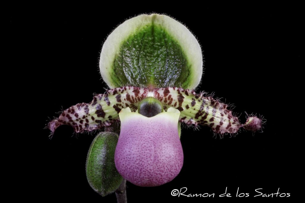 Paph. liemianum 'Bagairt'