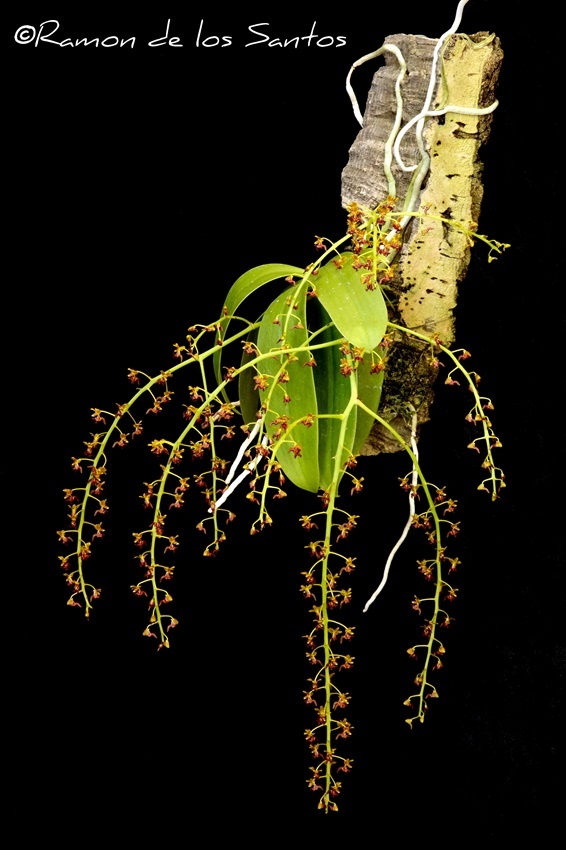 Phal. difformis 'Rachel'