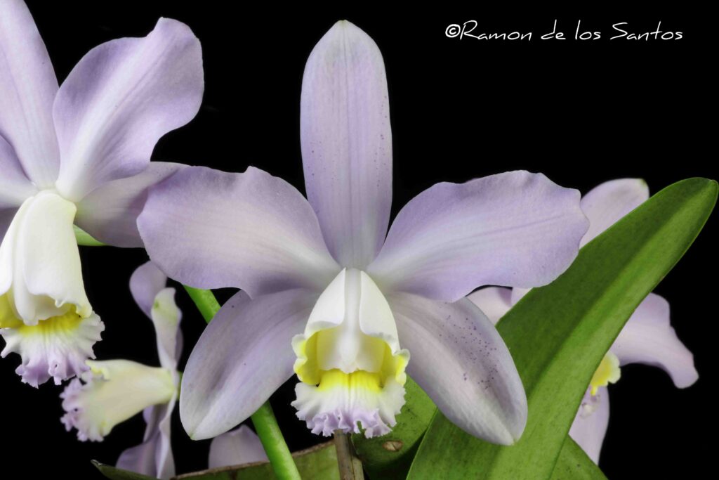 C. loddigesii 'Blue Sky'