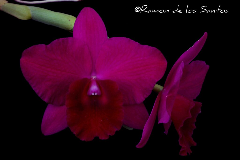 Rlc. Rubescent Doll 'Melencia'