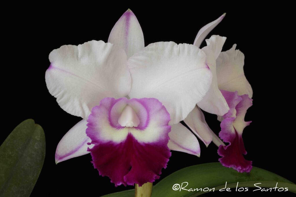 Rlc. Chief Journey 'Quinn'