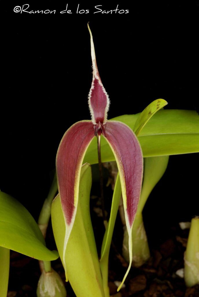 Bulb. maxillare 'Virginia'
