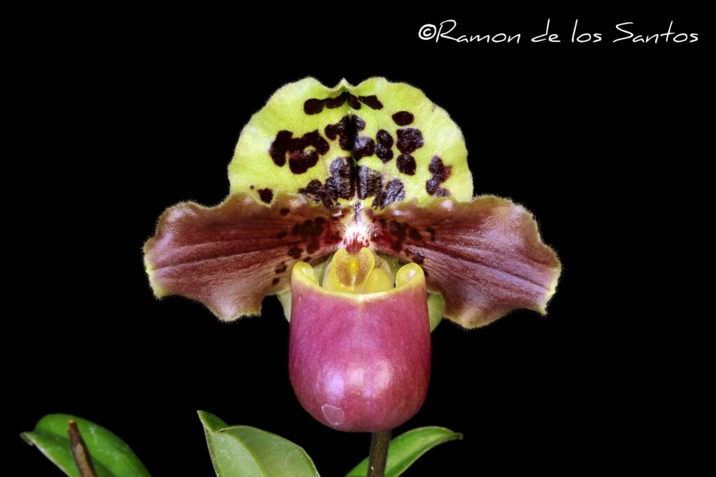 Paph. henryanum 'Barolo'