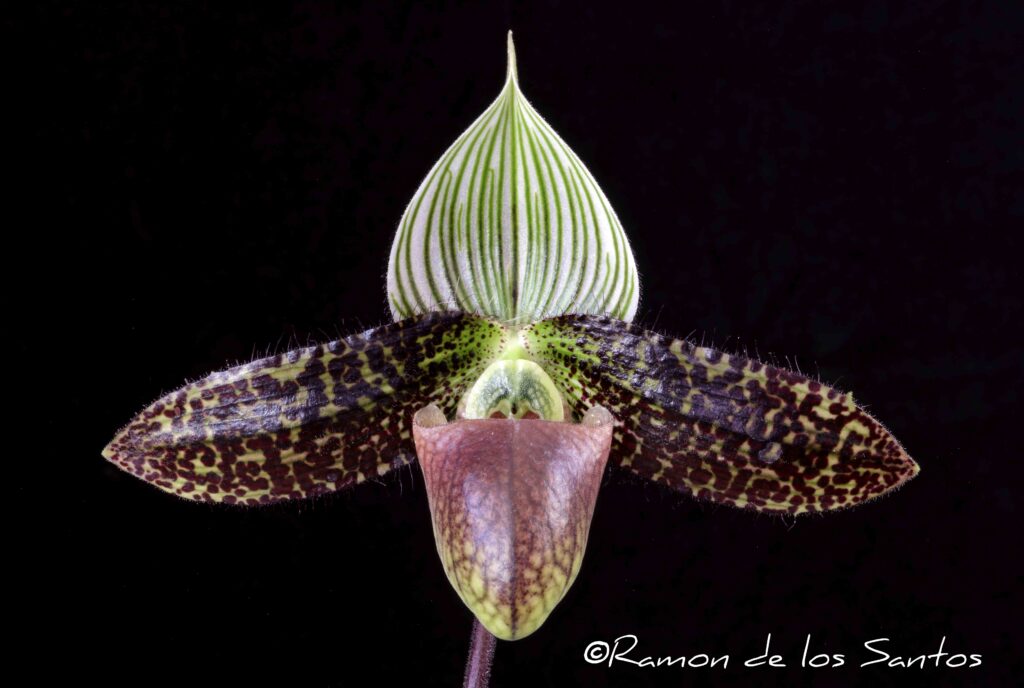 Paph. Saiun 'Tannat'