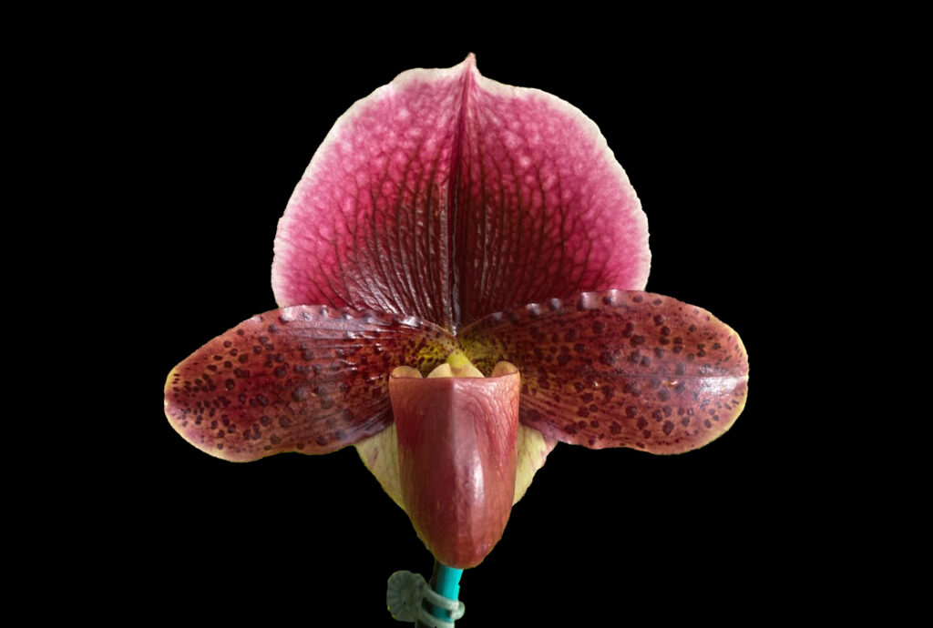 Paph. (Unregistered hybrid) 'Beaujolais Nouveau'