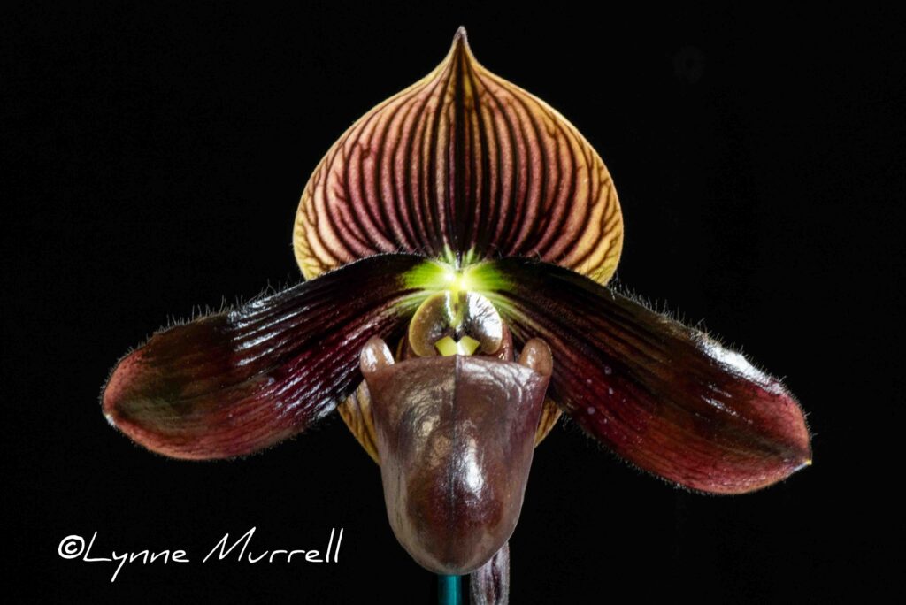 Paph. Midnight Special 'Porto'