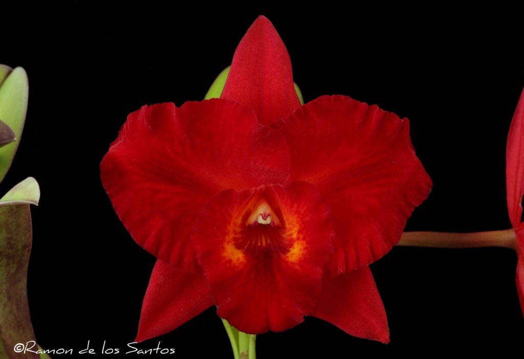 Rlc. Laura Sobelman 'Anitchka'