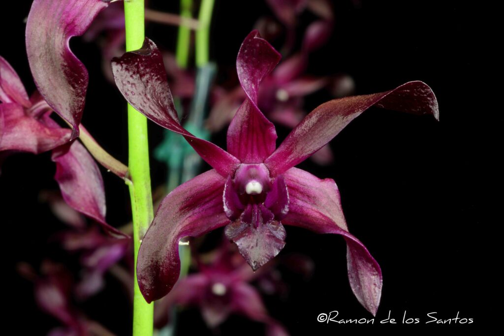 Den. Hawaiian Punch 'Joseph Battershall'