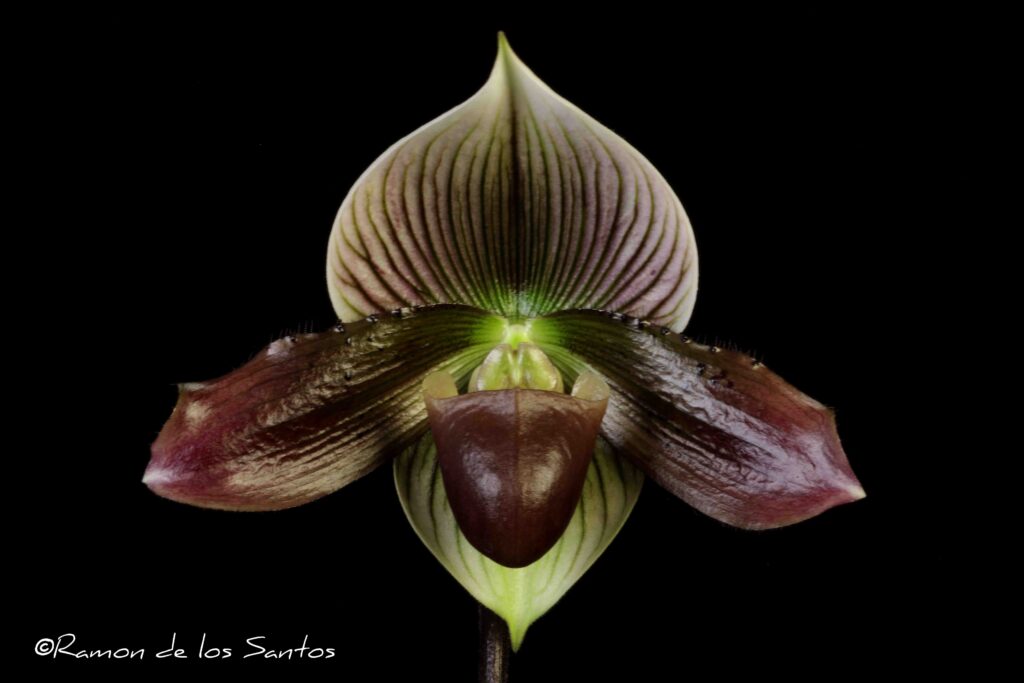 Paph. Ruby Paradise 'Jeroboam'