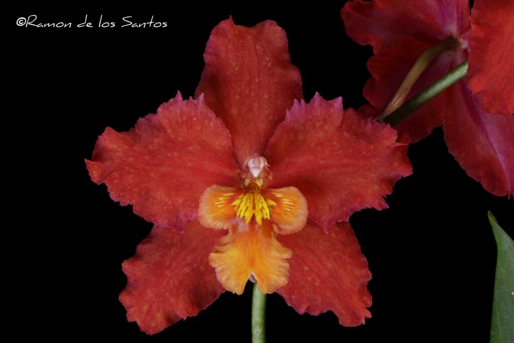 Onc. Cholita Cuencana 'Vader'