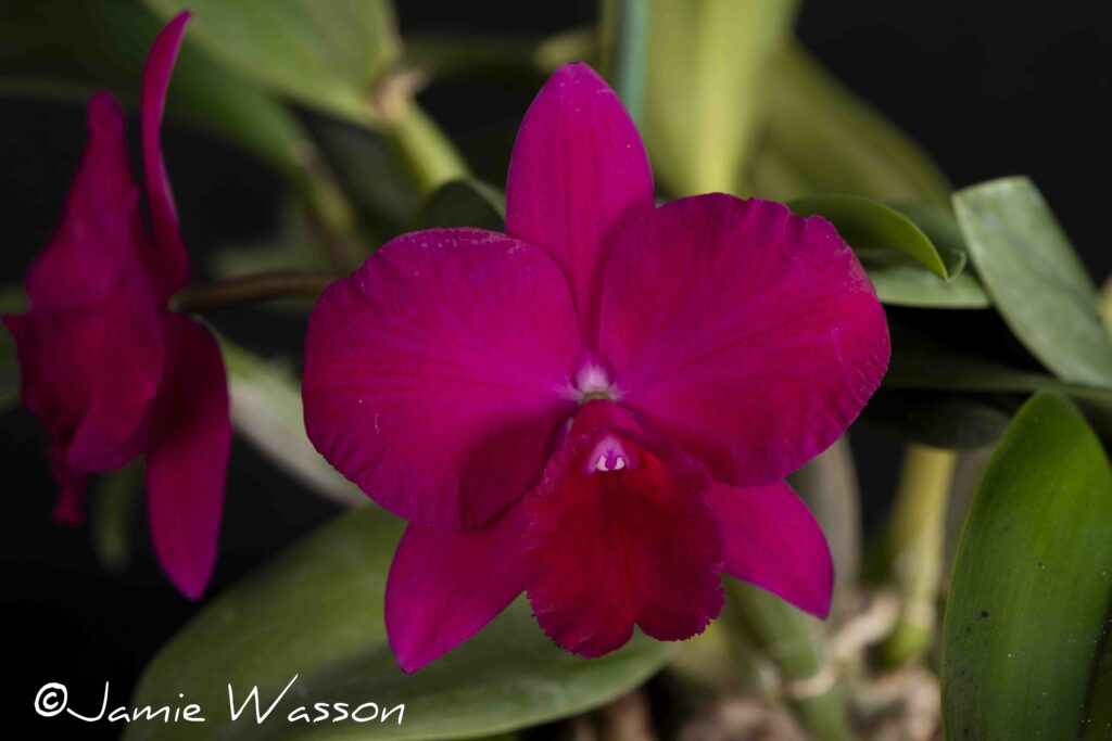 C. Nancy Ann 'Legacy'