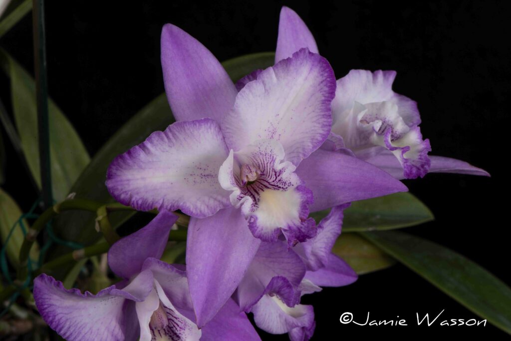 Rchg. Zazzle 'Grass Valley'