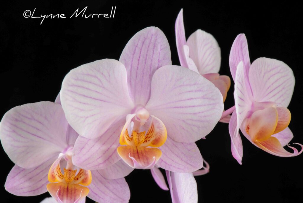 Phal. Paradise Found 'Soft Touch'