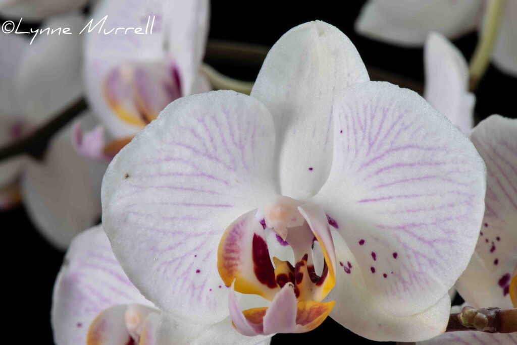 Phal. Paradise Found 'Freckles'