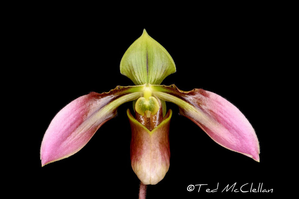 Paph. appletonianum 'Manote'