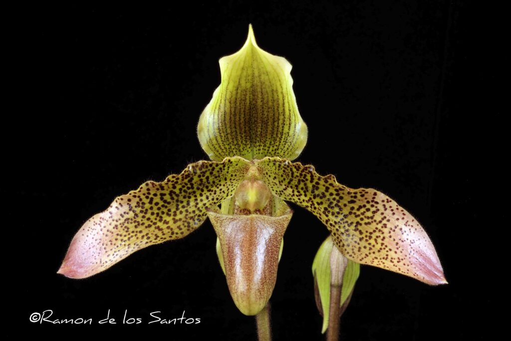Paph. Cheryl's Dream 'Grenache'