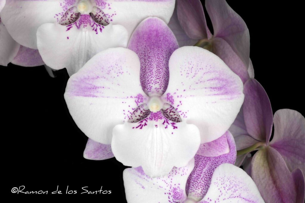 Phal. Yu Pin Infrared Ray 'Bonnie Vasquez'