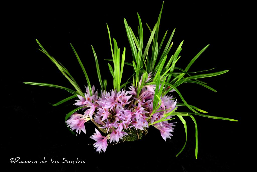Den. violaceum 'Lily M'