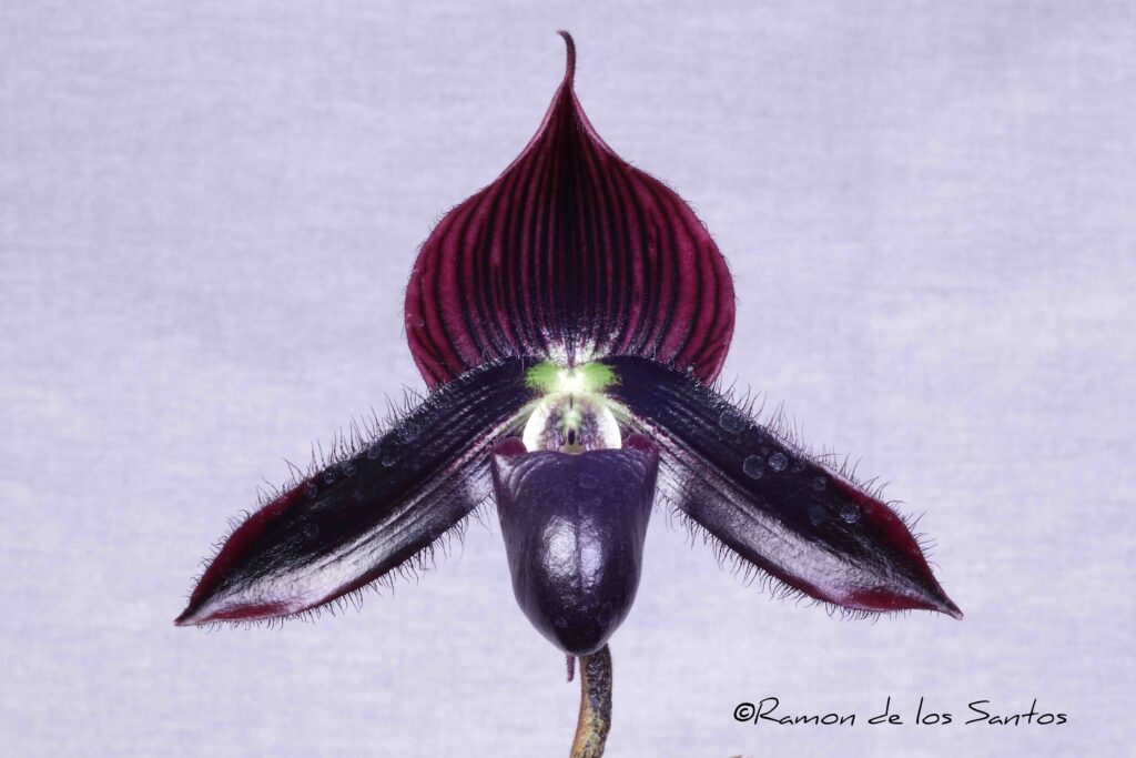 Paph. QF Warden 'Tannat'