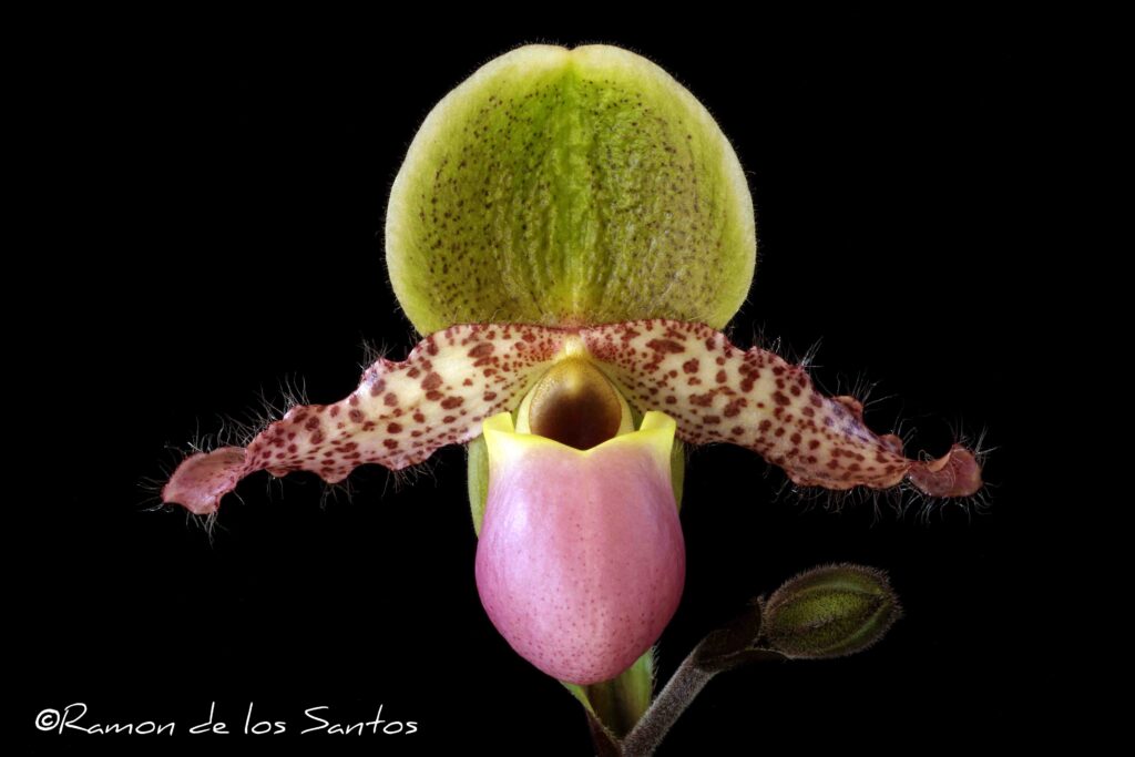 Paph. Mr Whiskers 'Jethro'