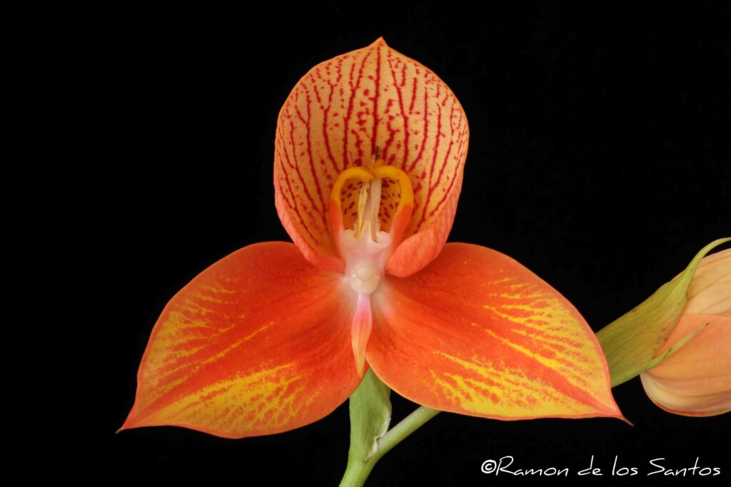 Disa Lillian Rose 'Thor'