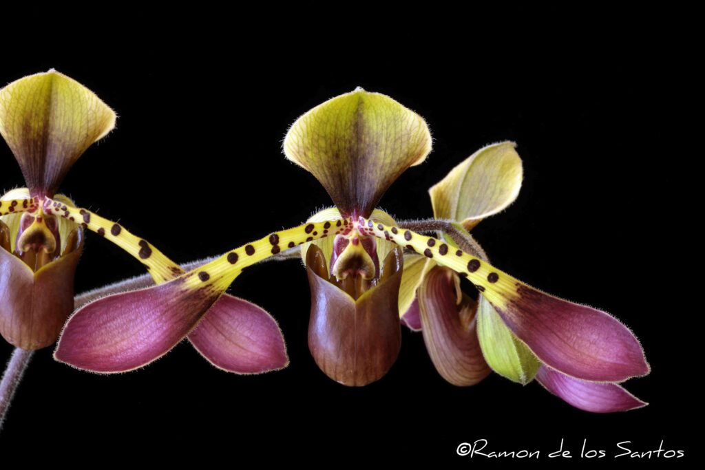 Paph. lowii 'Anitchka'