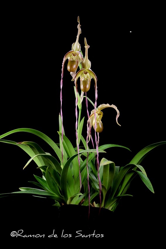 Phrag. Grande 'Tyrian Twirls'