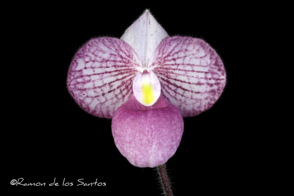 Paph. Barbara Rechberger 'Monster'