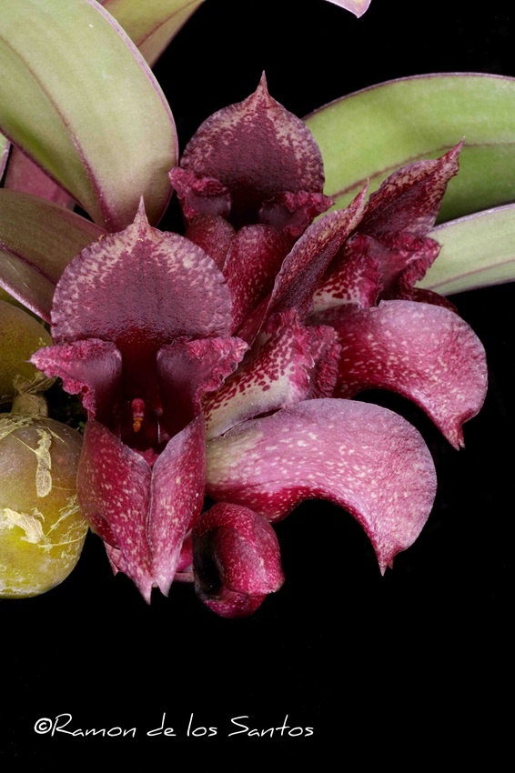 Bulb. Zagreus 'Melencia'