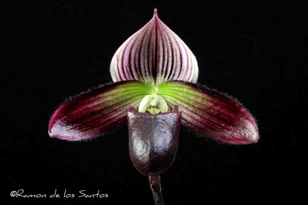 Paph. Macabre Treasure 'Cabernet Franc'
