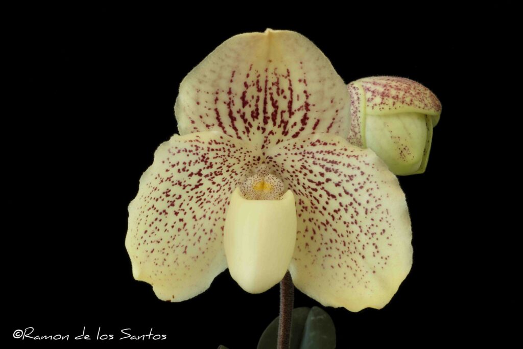 Paph. Donvischilum 'Chablis'