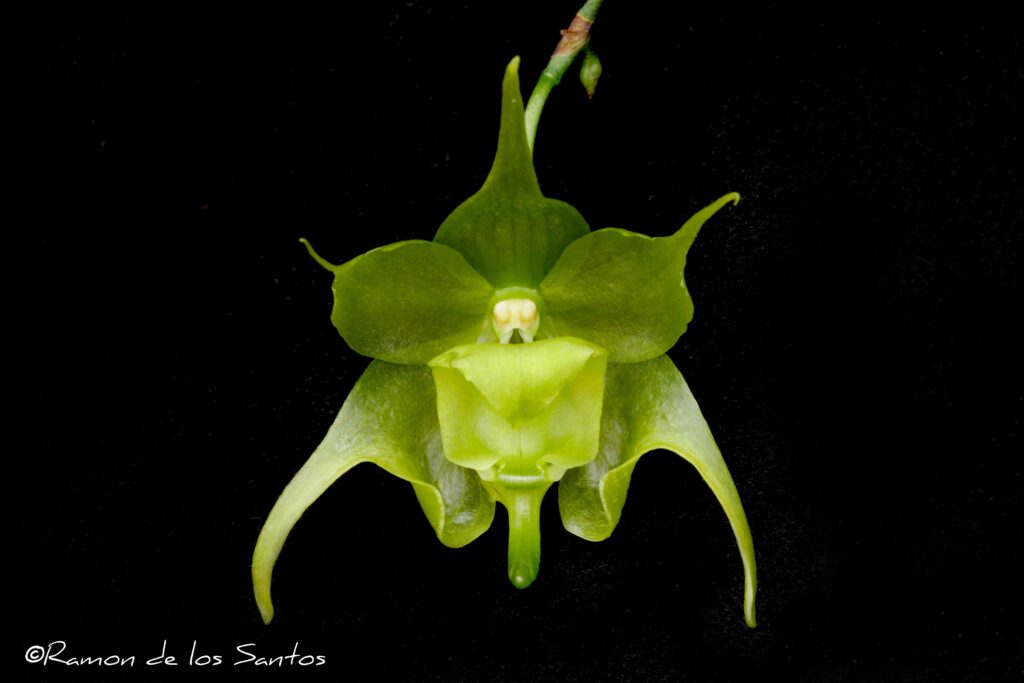 Aerth. orthopoda 'Big Ben'