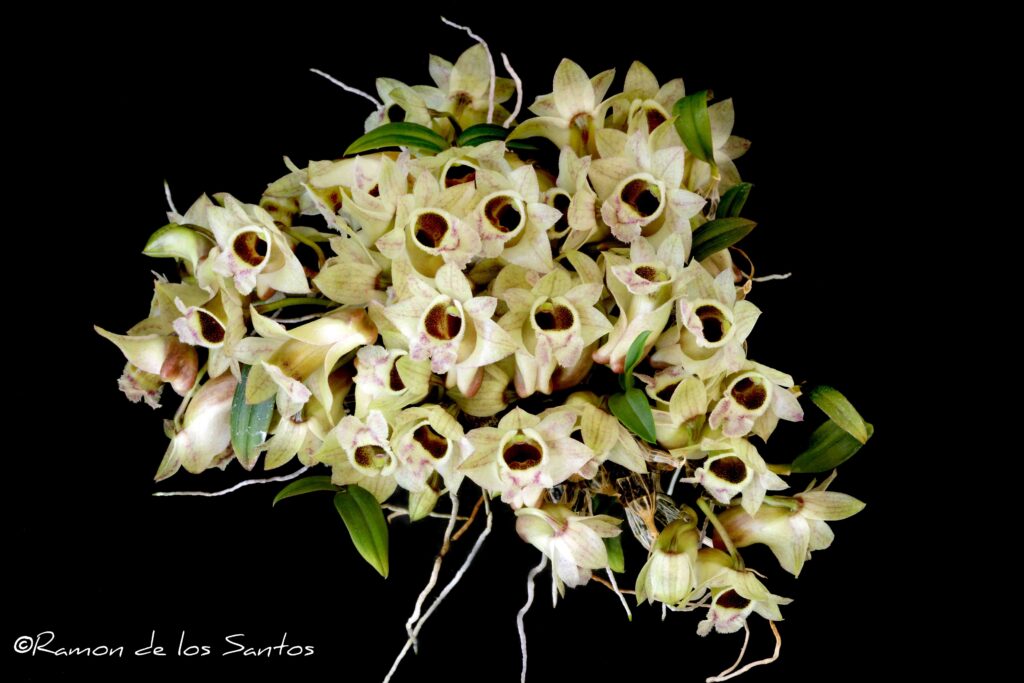 Den. hekouense 'Good Choices'