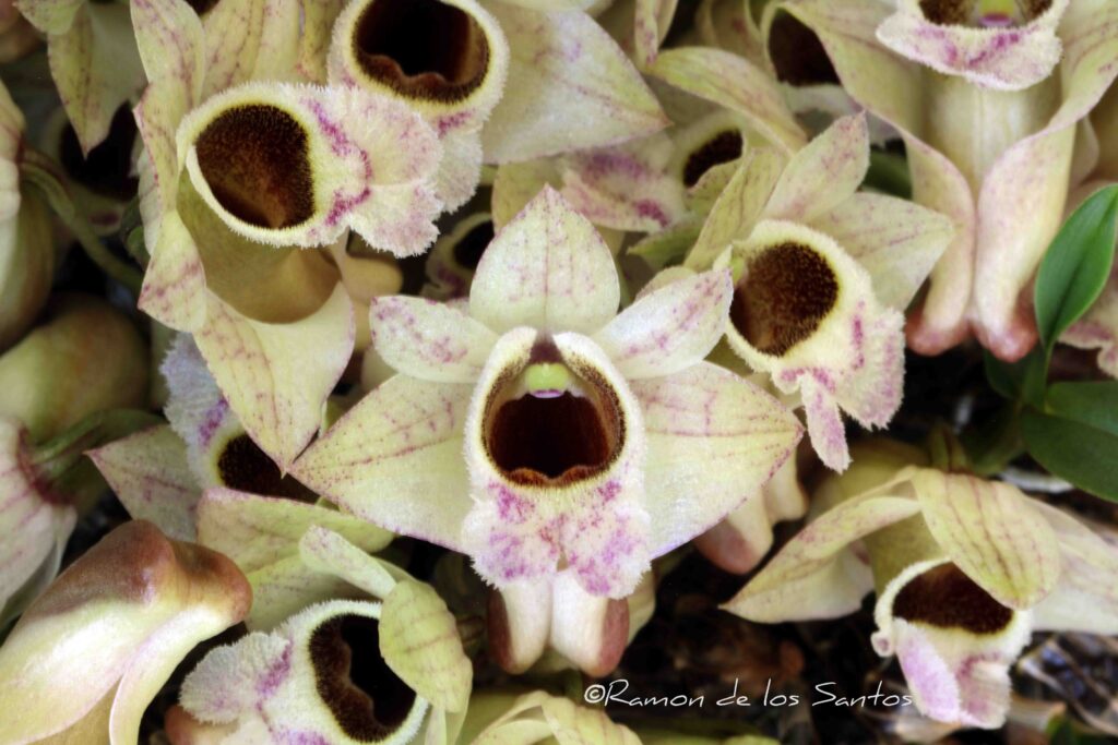 Den. hekouense 'Good Choices'