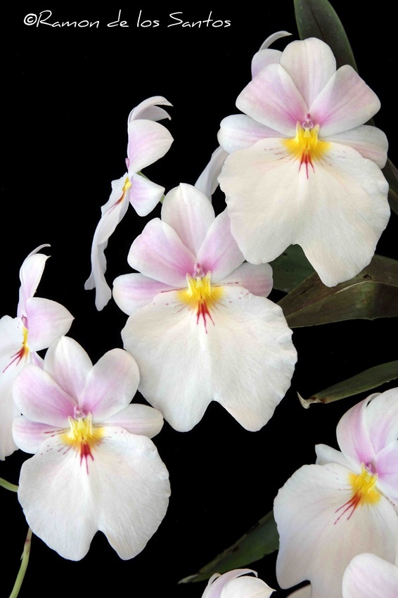 Mps. vexillaria 'Blushing Bride'