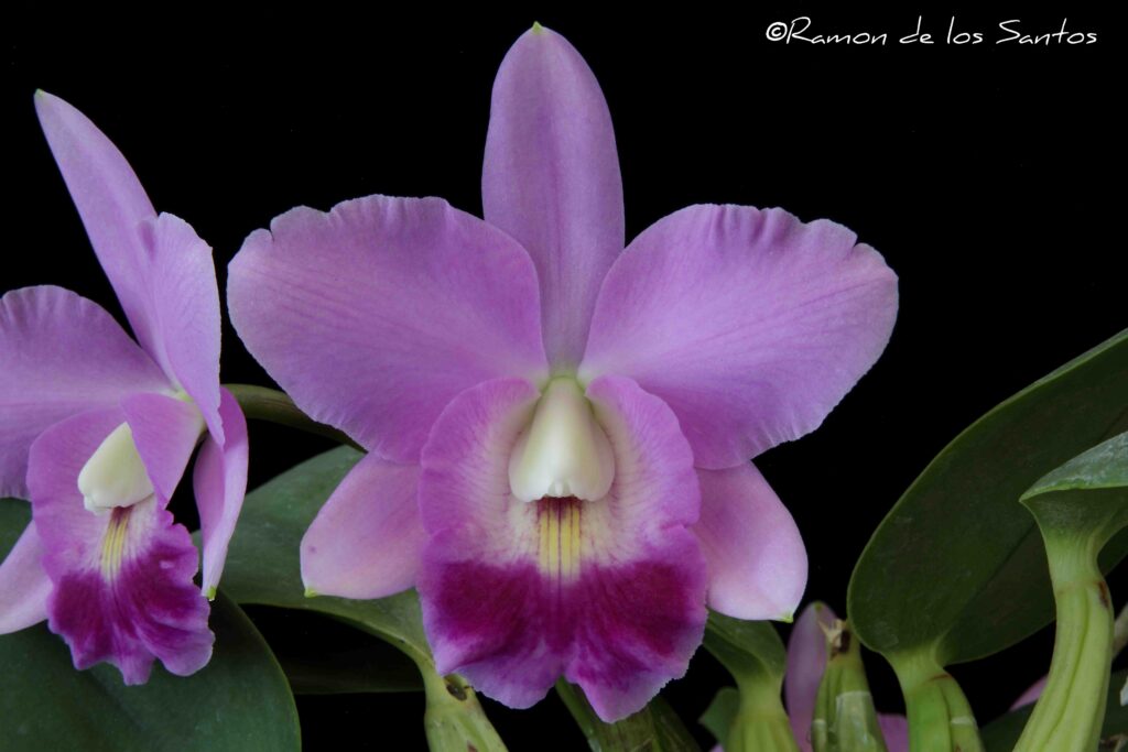 C. Nice Touch 'Alpine'