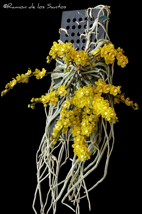 Chsch. parishii var. nokornpanumensis 'Hall of Flowers'