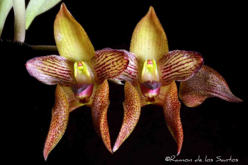 Bulb. Blood Rage 'Rabbit of Caerbannog'