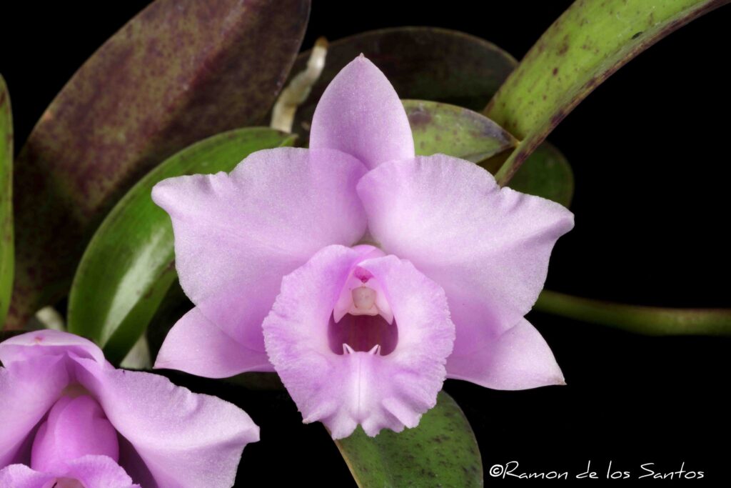 C. alaorii 'Melencia'