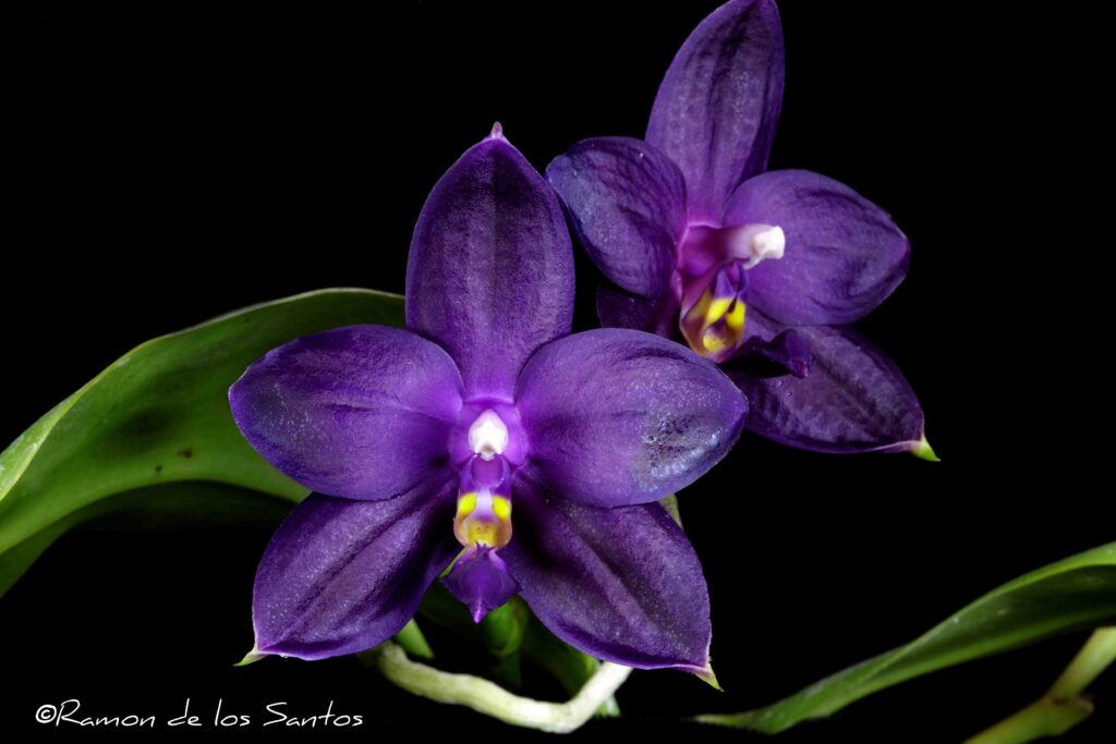 Phal. Mainshow Blue Wave 'Melencia'