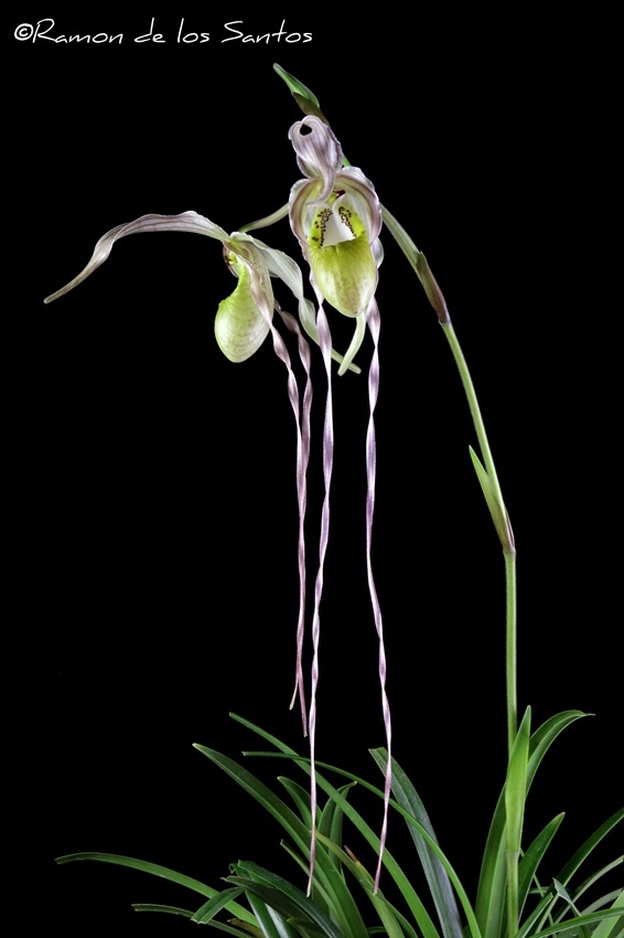 Phrag. Diana Salazar 'Sebulba'