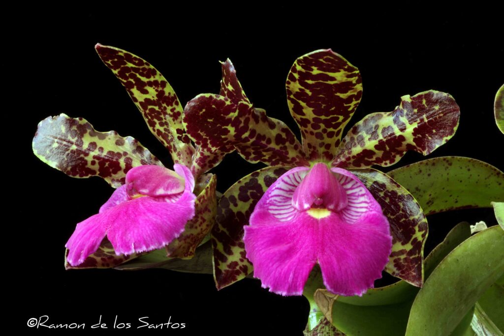 C. Pekaviensis 'Melencia'