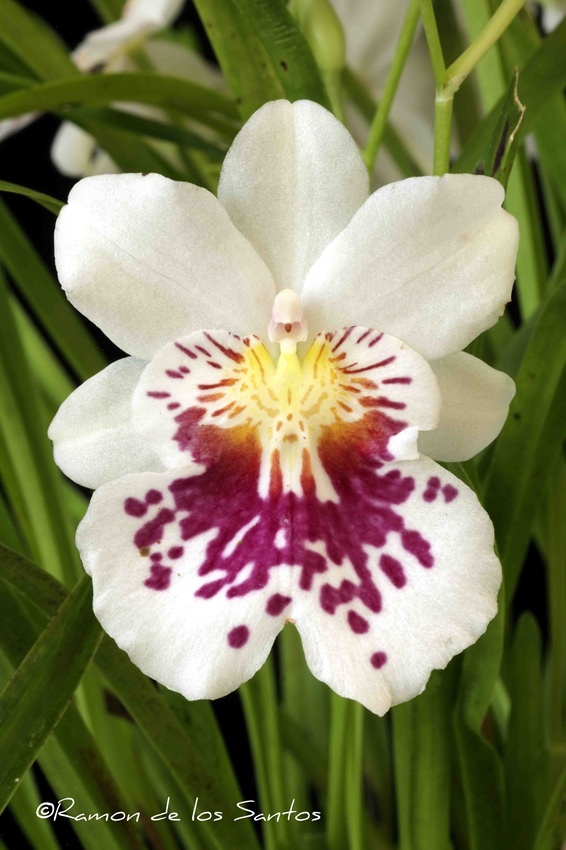 Mps. phalaenopsis 'Darcy'