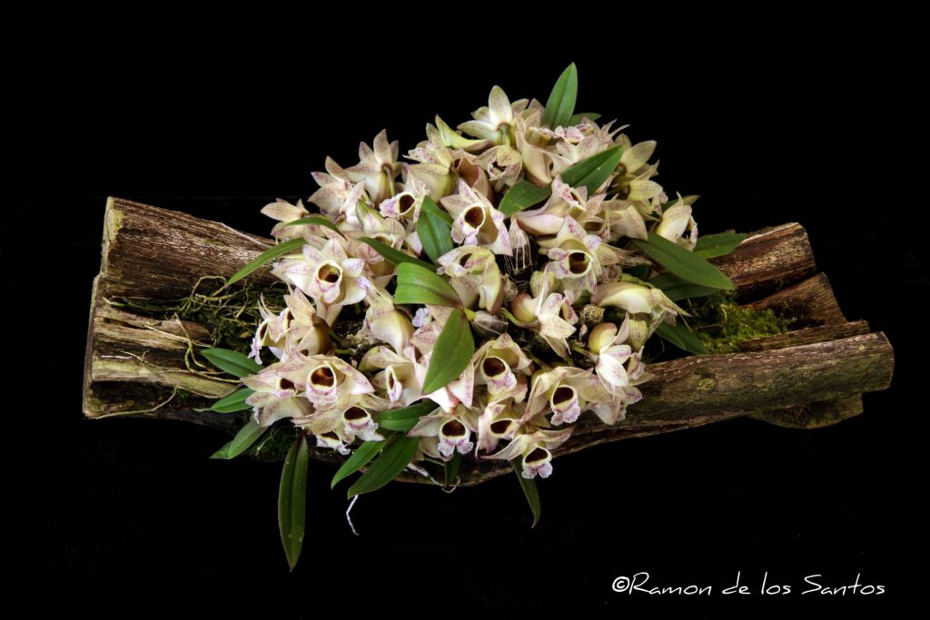 Den. hekouense 'Sweetwater Chicks'