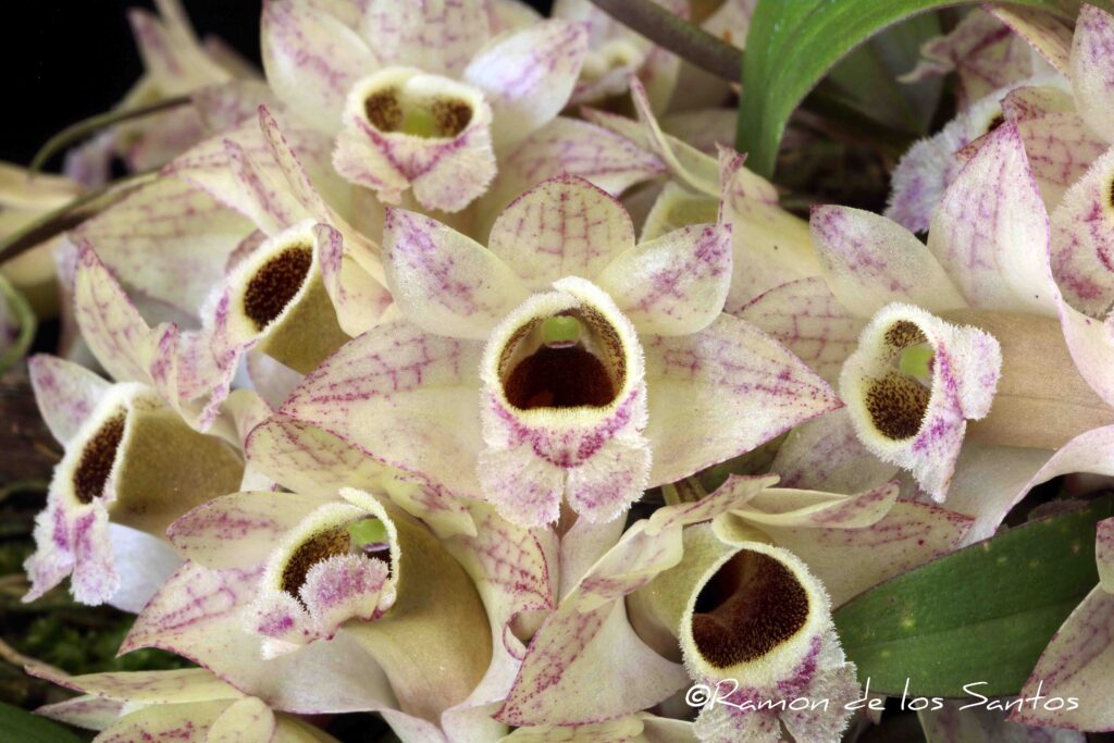 Den. hekouense 'Sweetwater Chicks'