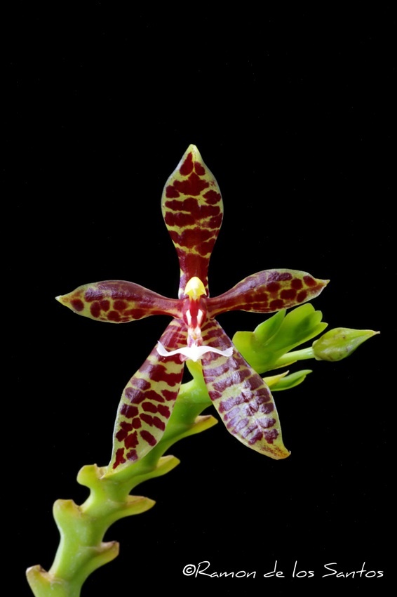 Phal. pantherina 'Medusa'