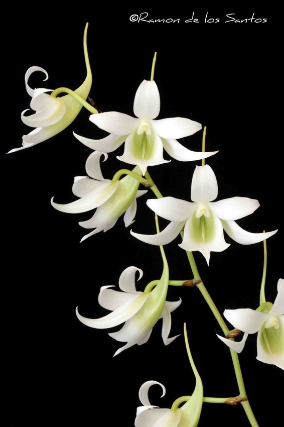 Sbk. robusta 'Radly'