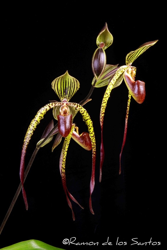 Paph. Wossner Sphinx 'Margaux'